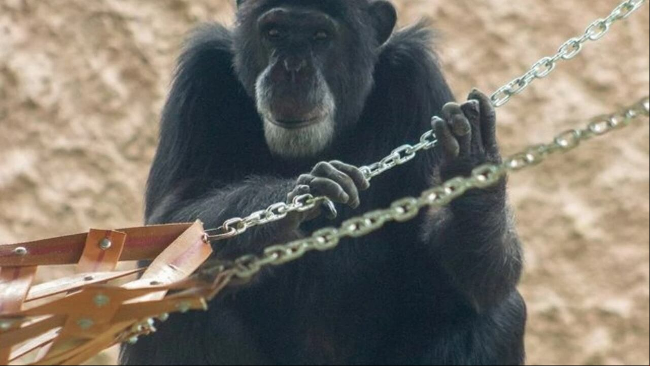 'Pancho', el chimpancé del Bioparque Ukumarí en Palmira.