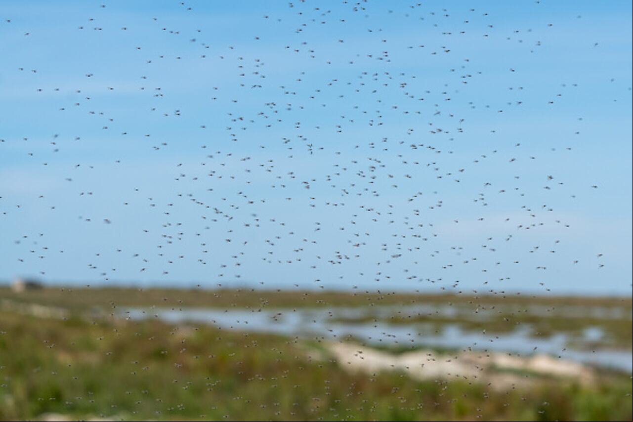 Los mosquitos son los principales transmisores de esta enfermedad.