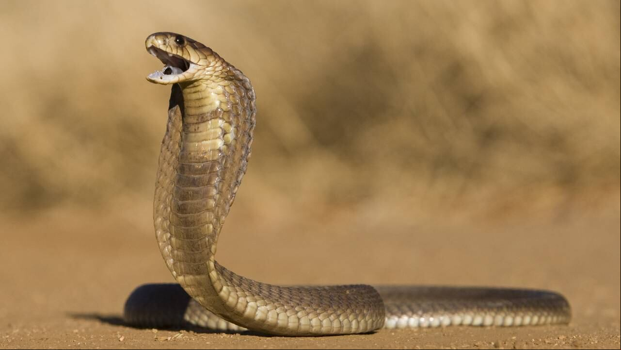 Niño en India sobrevivió a la mordedura de una serpiente. Sus familiares lo llevaron al hospital donde estuvo bajo observación, antes de ser dado de alta.