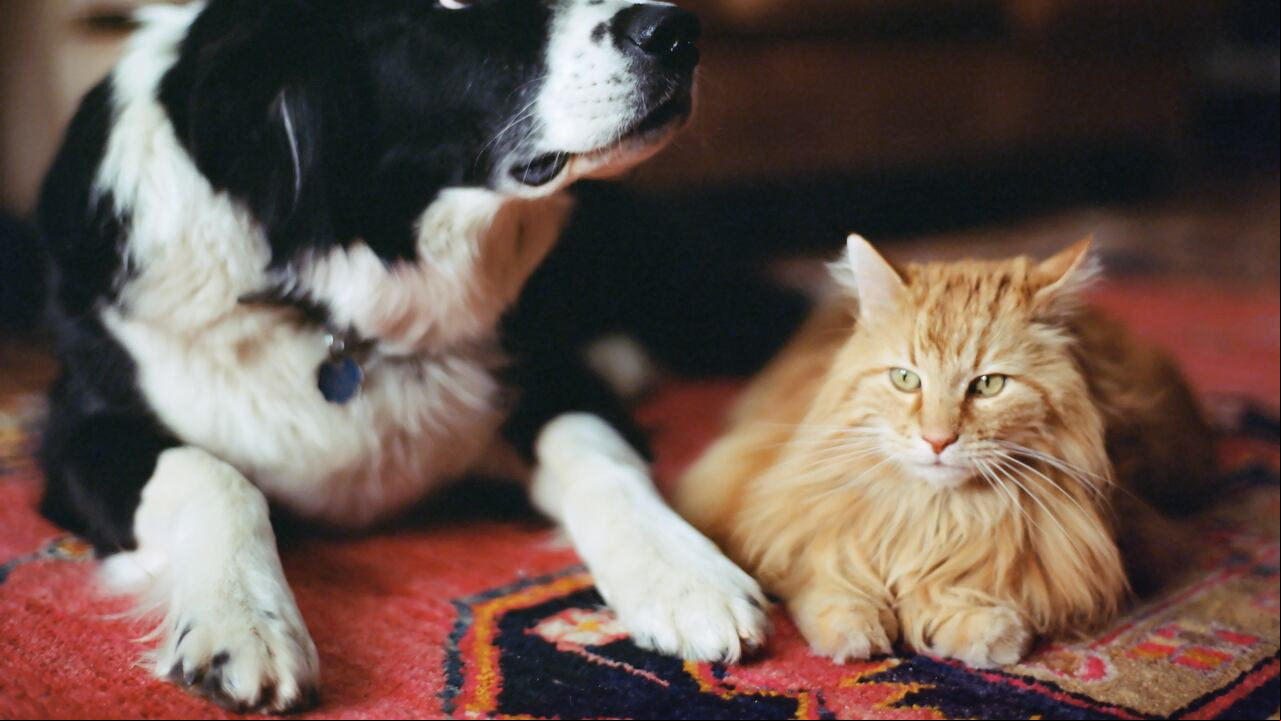 Perro y gato
