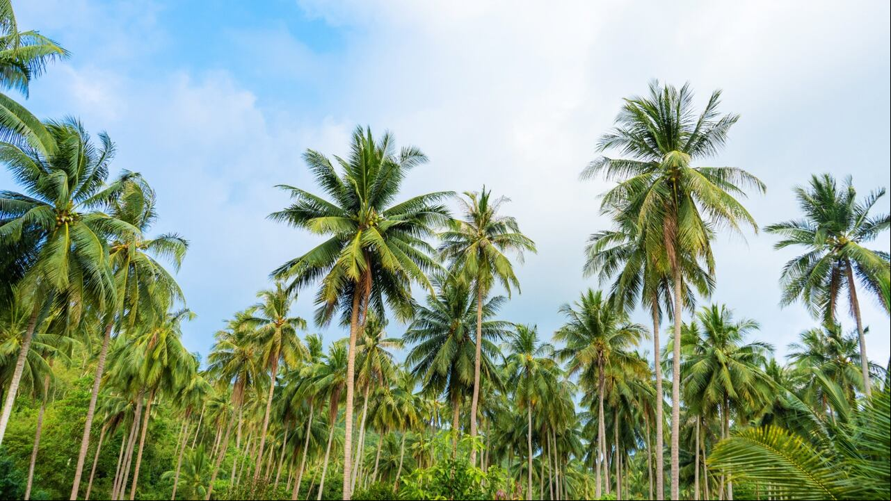 NaturAceites fue reconocida el año pasado en el Ranking Global SPOTT como la decimosexta empresa de palma sostenible a nivel mundial, reafirmando su actividad ambiental sostenible.