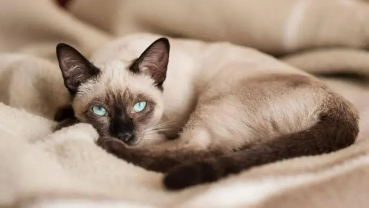 Raza gato Siamés.