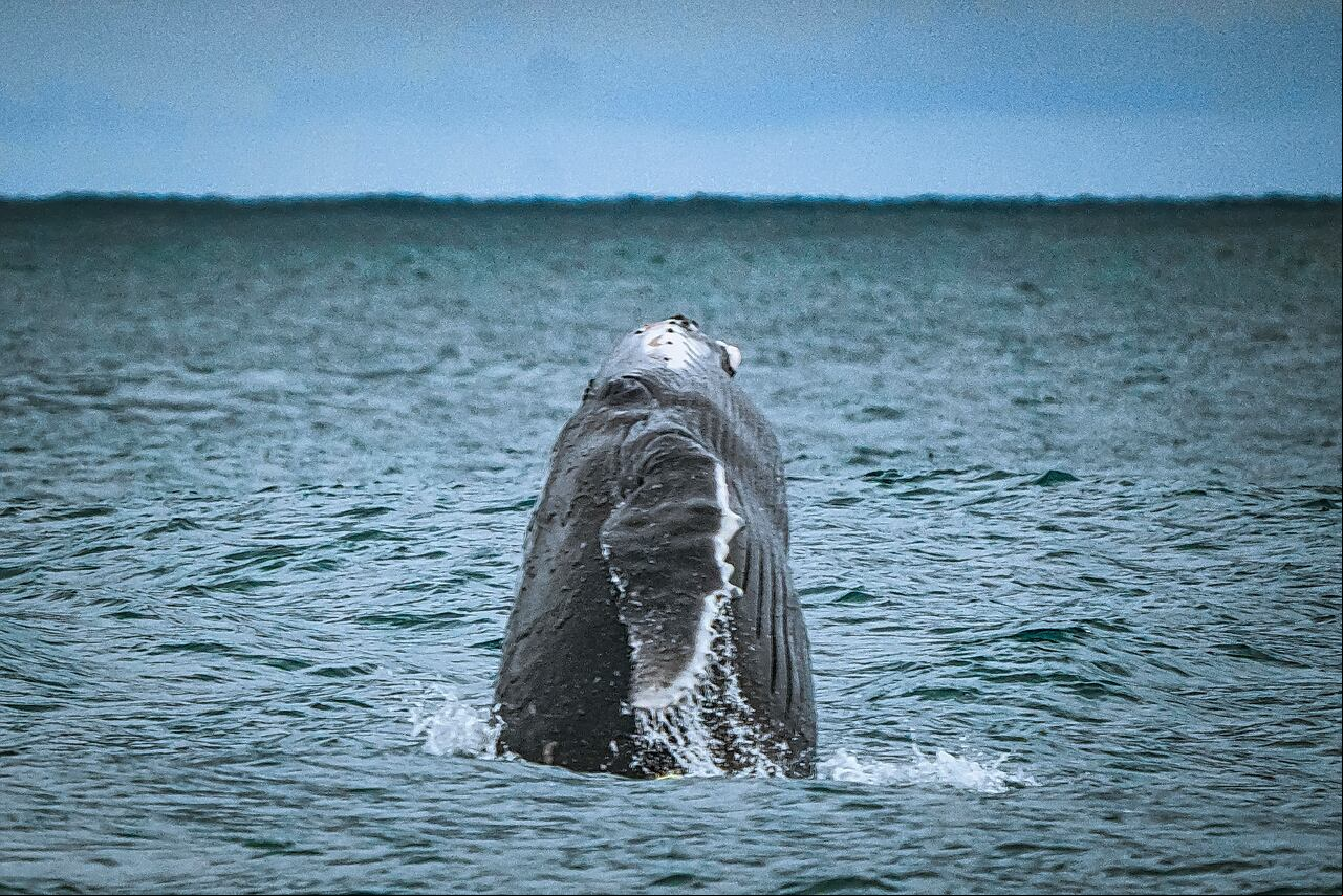 Al Pacifico llegan los mamíferos mas grandes de la tierra, la temporada de ballenas, atrae a miles de turistas que llegan al puerto de Buenaventura atraídos por la ilusión de ver estos animales. Los grandes cetáceos visitan las aguas cálidas del pacífico entre agosto y noviembre para reproducirse