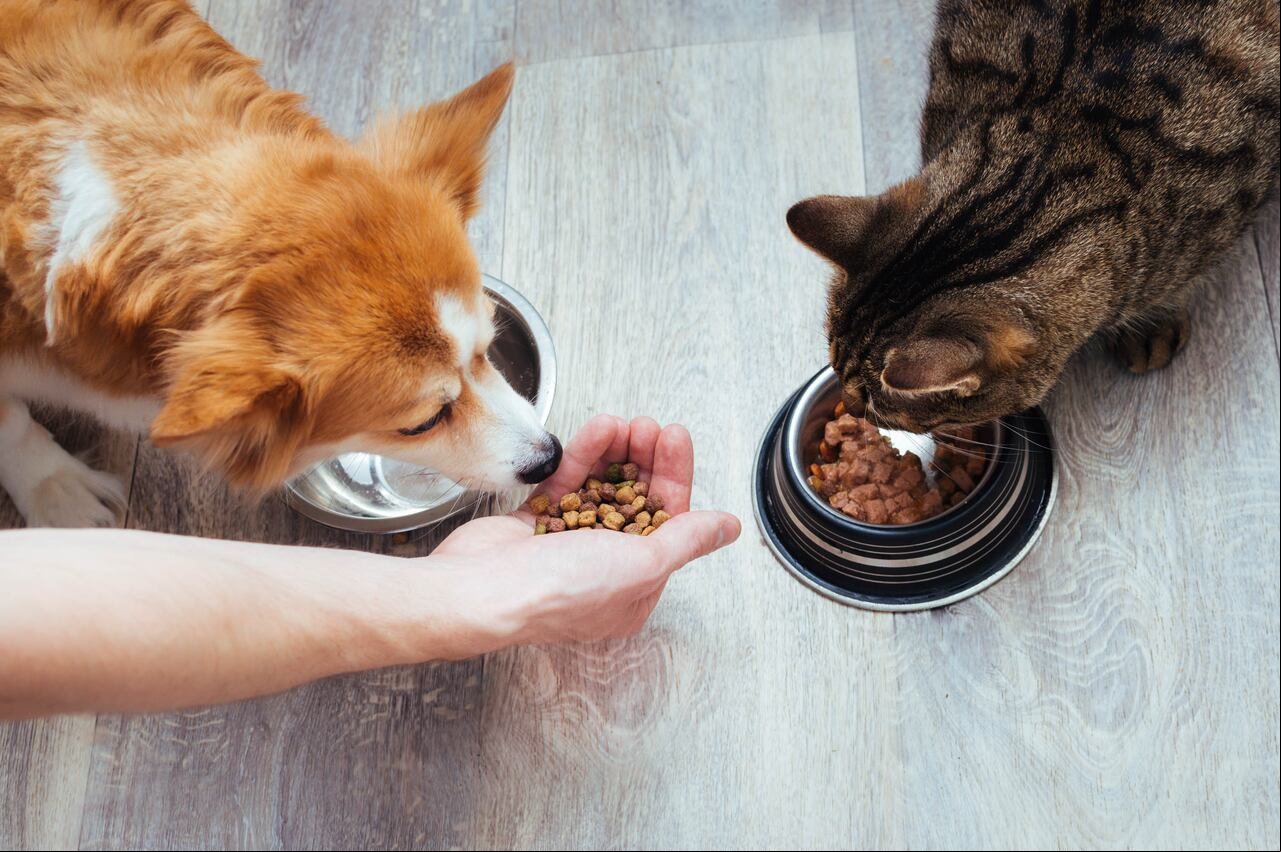 Perro y gato comiendo concentrado.