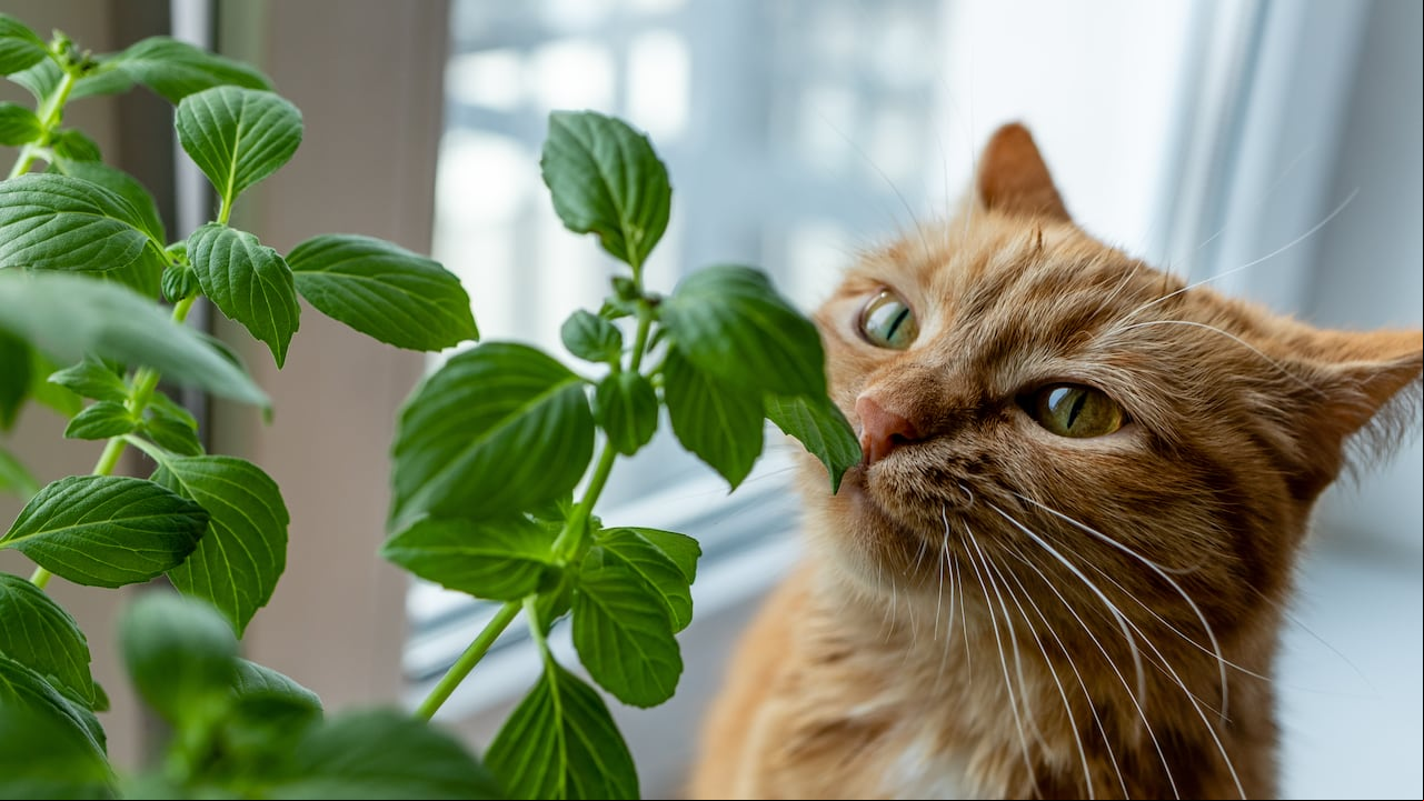Gato comiendo plantas