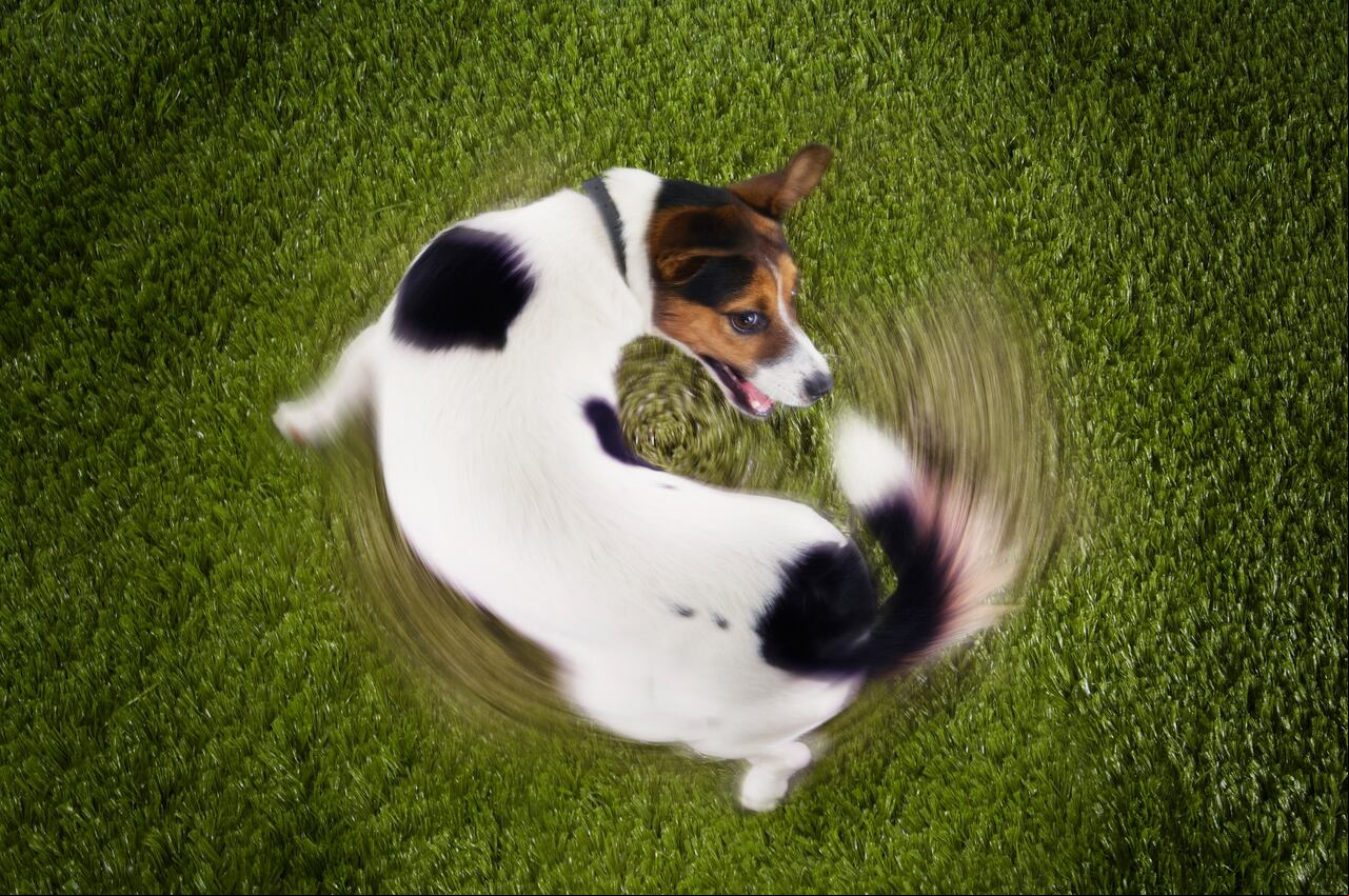 El movimiento de la cola en los perros es una forma de expresar emociones, estado de ánimo y comunicarse con otros perros y personas.