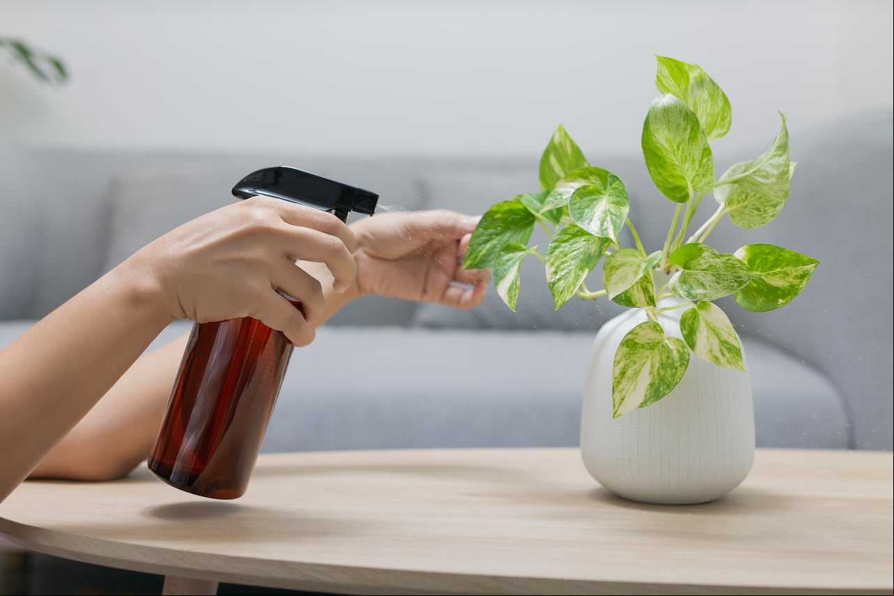 Conozca los beneficios de aplicarle alcohol a las plantas.