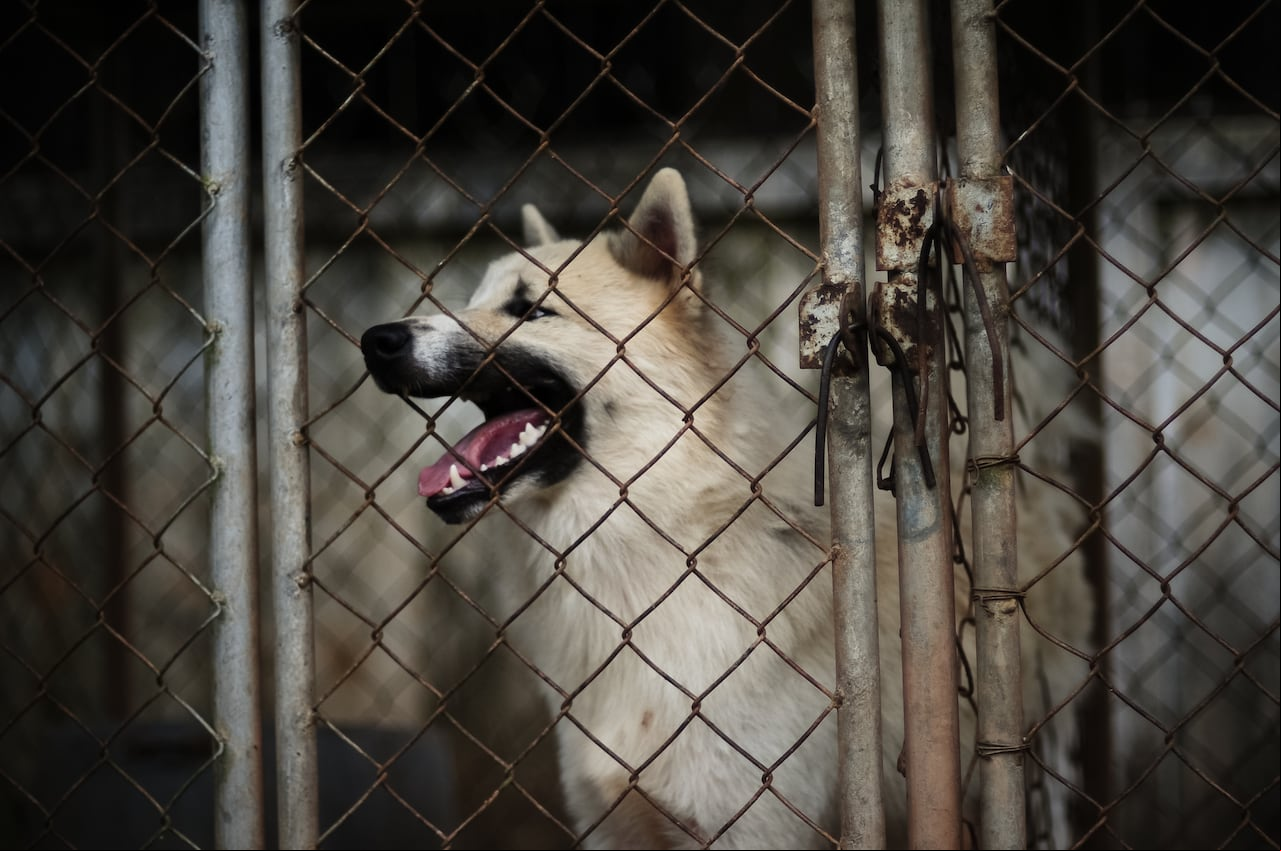 El perro tuvo que ser llevado a una clínica para animales y sometido a una cirugía.