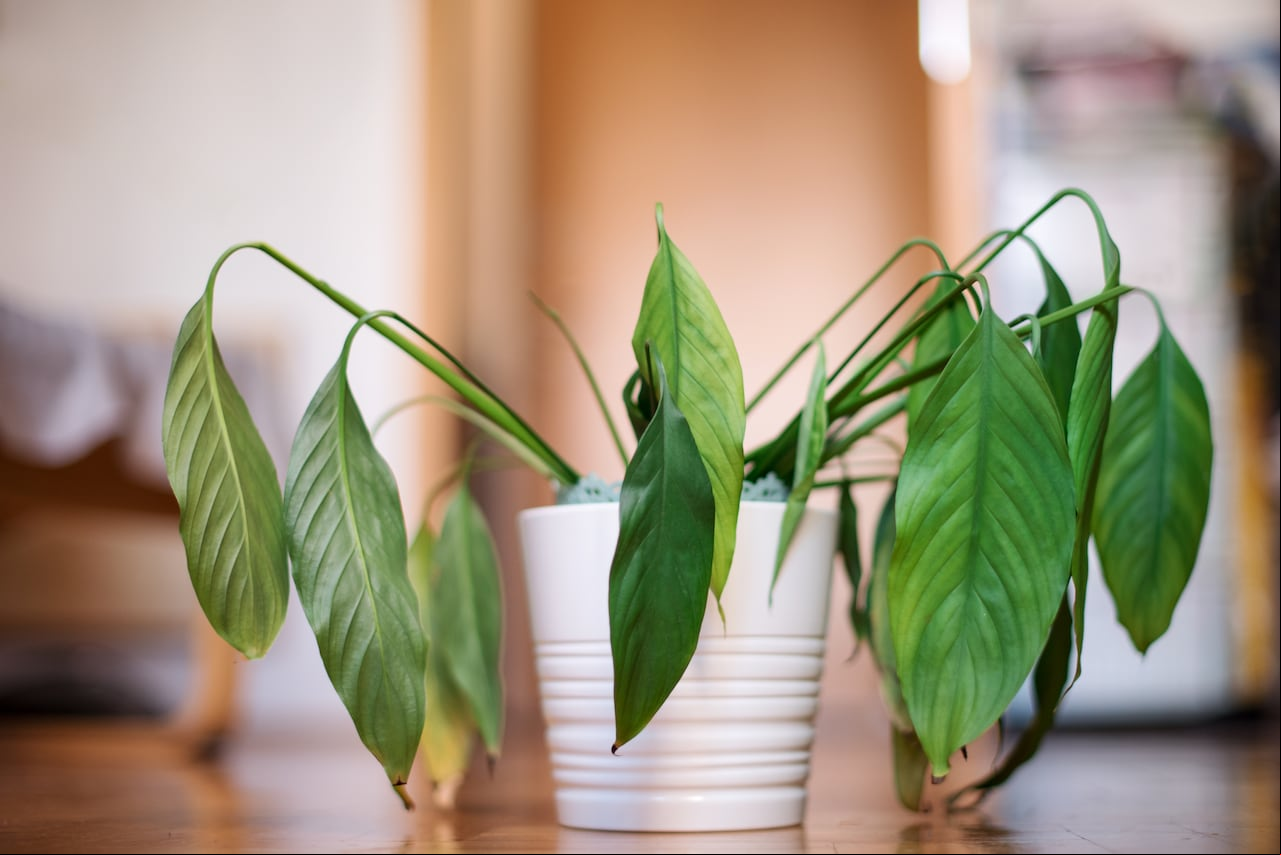 Hay ciertas señales que alertan de que una planta se está secando.