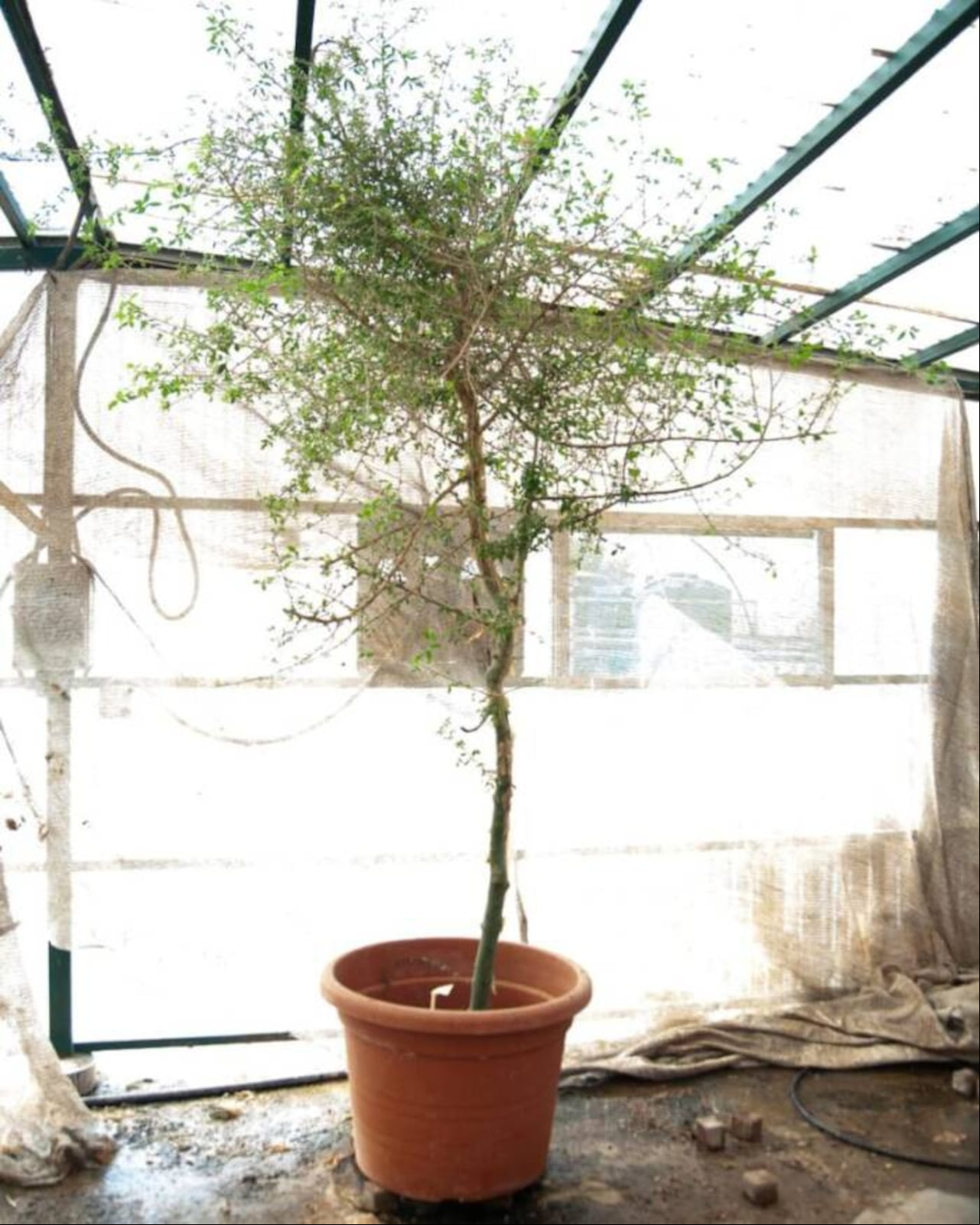 Al parecer esta planta pertenece a la familia de la mirra.