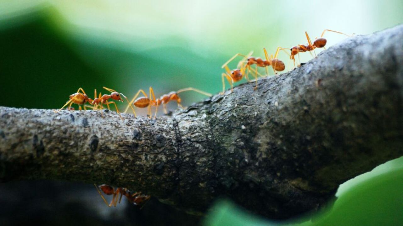 Hormigas