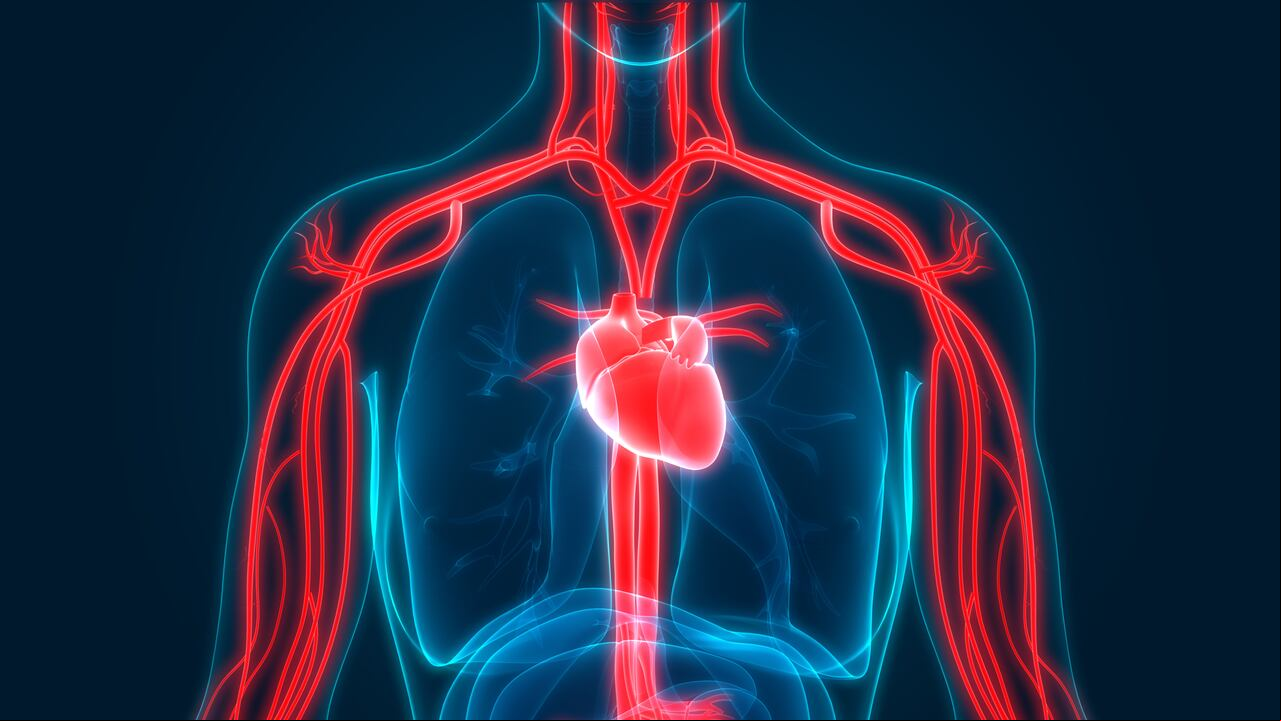 La circulación es un proceso vital para la salud del cuerpo.
