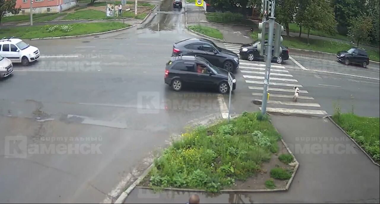 Un perro atravesó una peligrosa vía