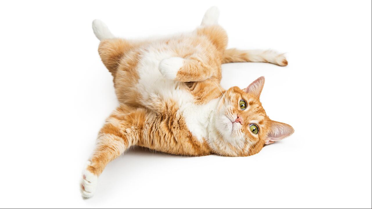 4 Patas, Gato Criollo