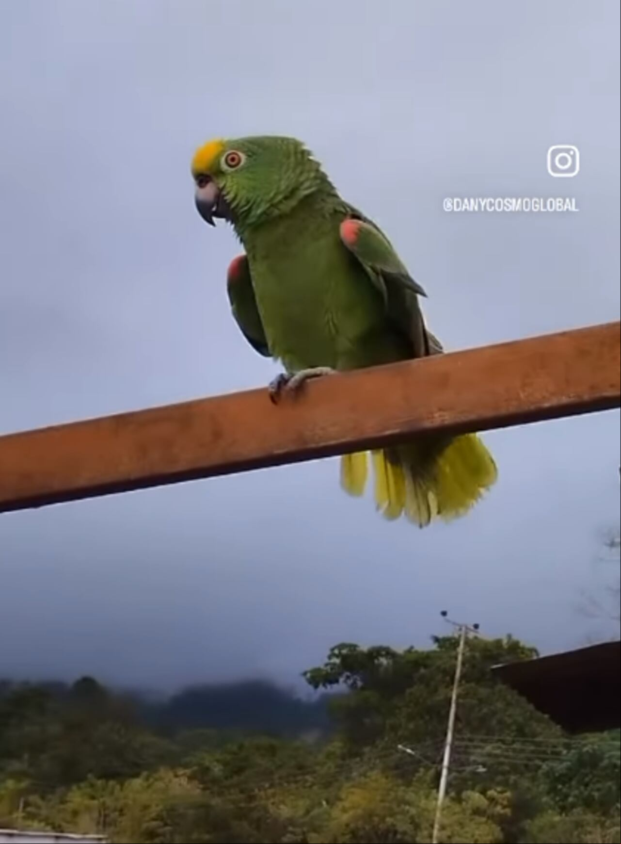 Loro se viralizó en redes por cantar canciones de Jessi Uribe.