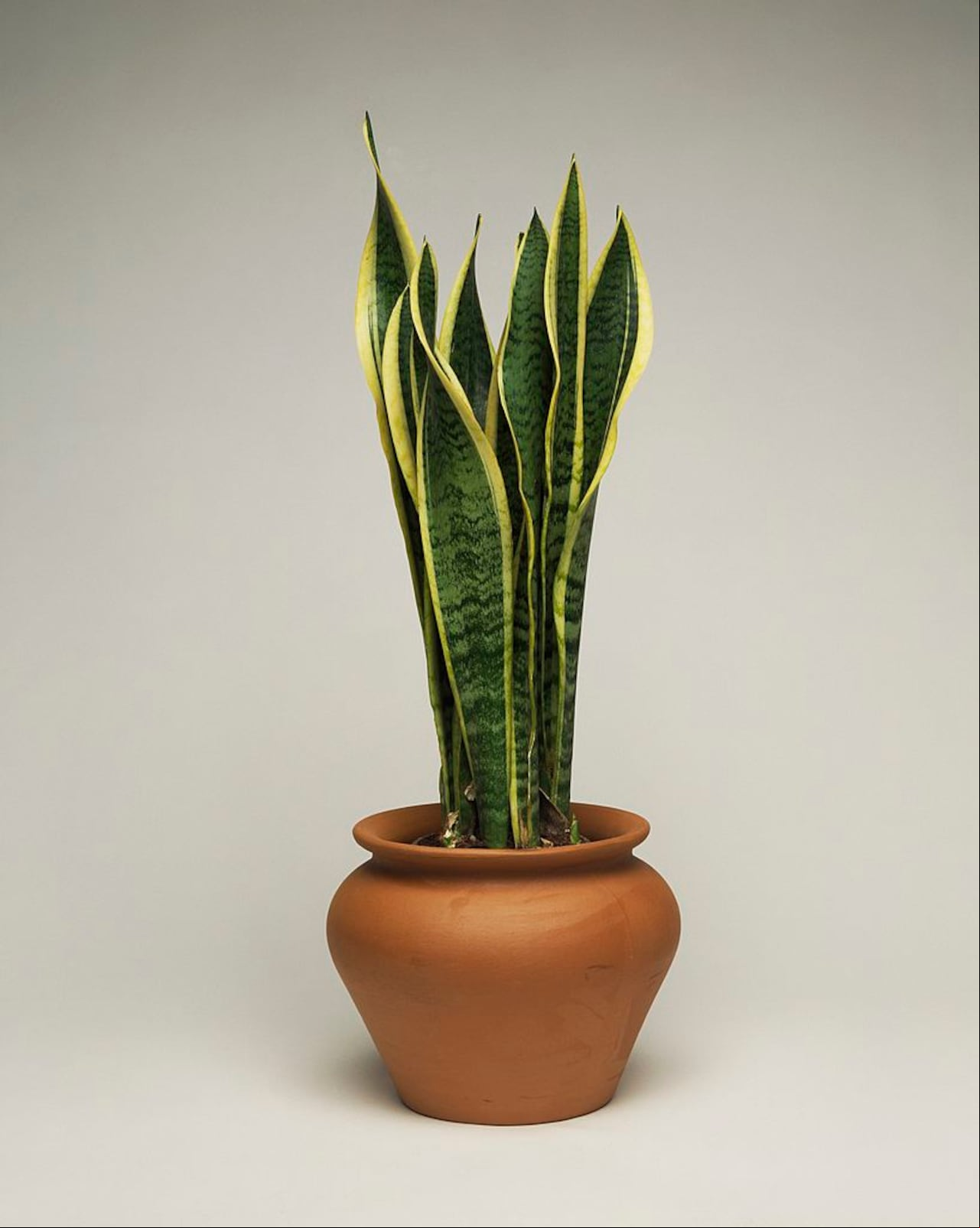 UNSPECIFIED - JANUARY 27: Snake sansevieria (Sansevieria trifasciata Laurenti), Asparagaceae. (Photo by DeAgostini/Getty Images)