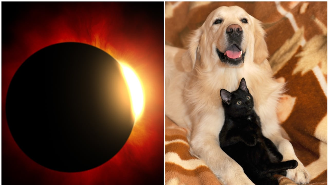 Este sábado, ocurrirá un eclipse solar en Colombia, pero es importante cuidar a todos los integrantes de la familia, incluidas las mascotas.