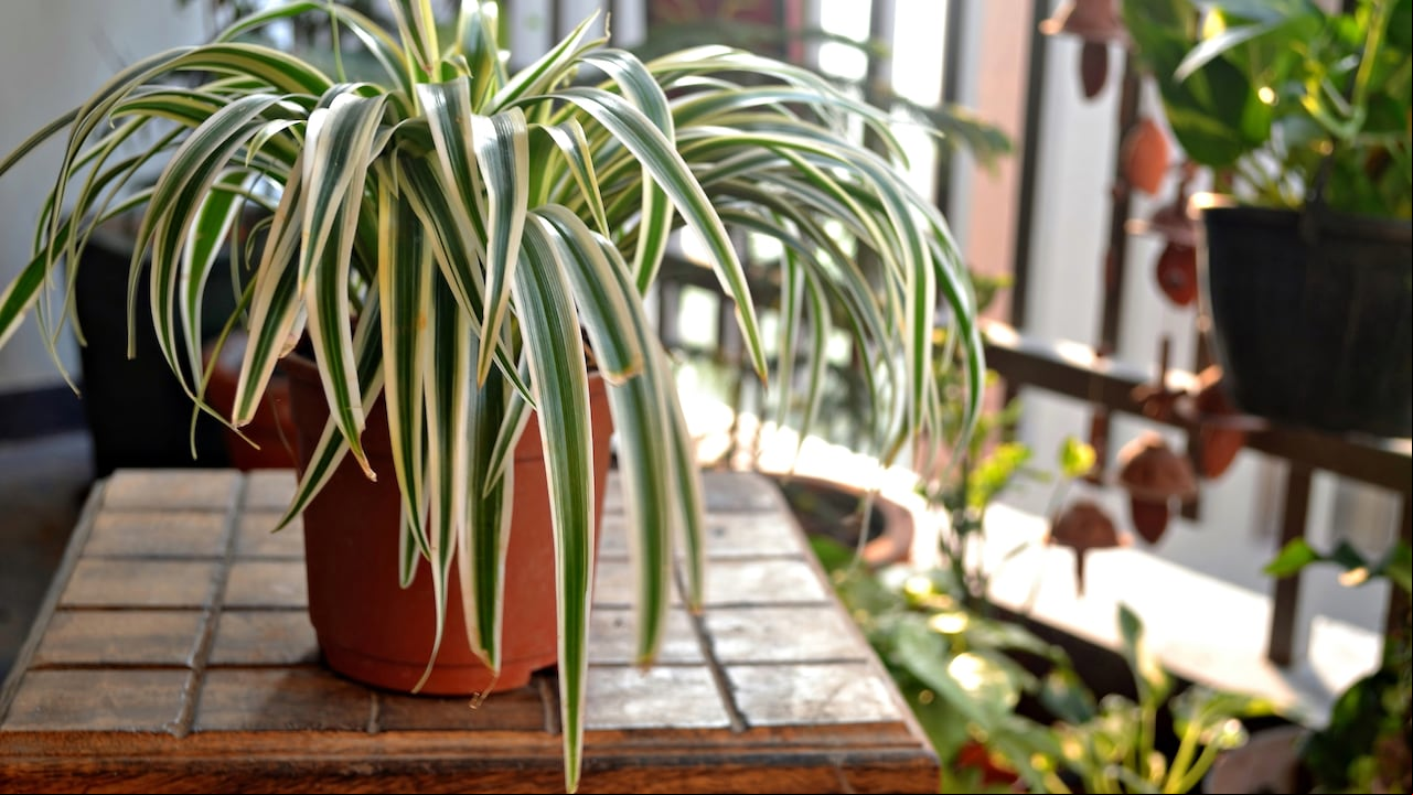 Esta planta es muy preferida por su atractivo visual.