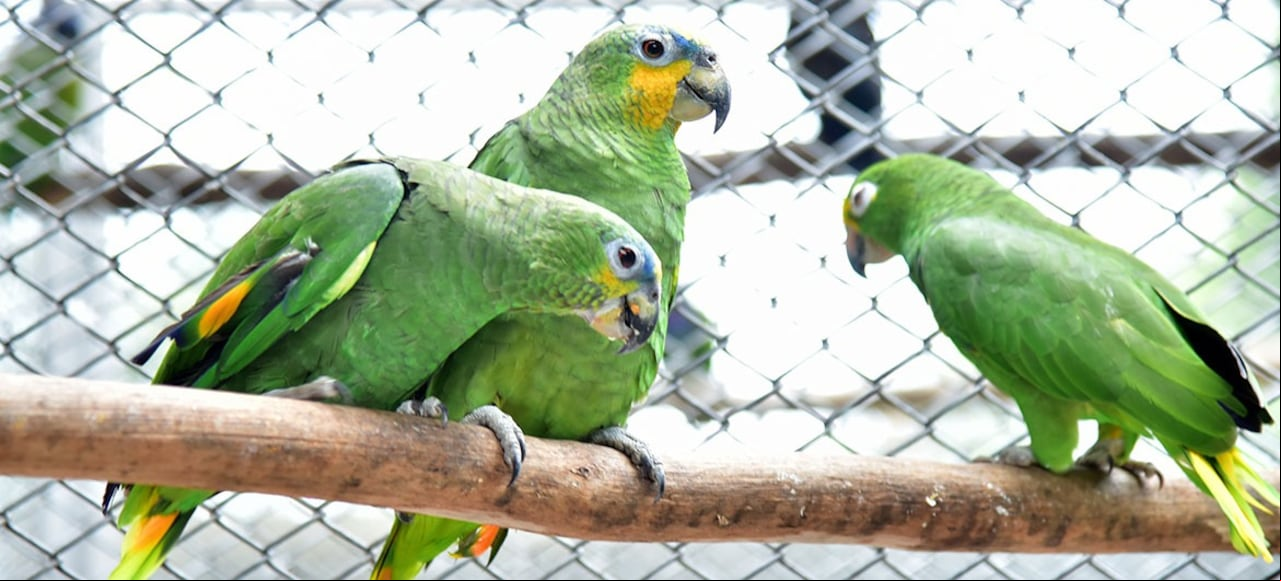 Las loras son bastantes llamativas en el comercio de animales, pues a la gente les atrae que hablen.
