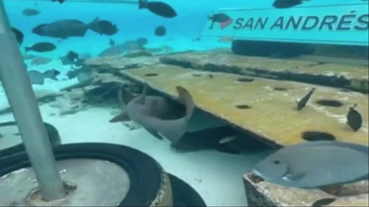 Hombre alimentaba a tiburón en San Andres