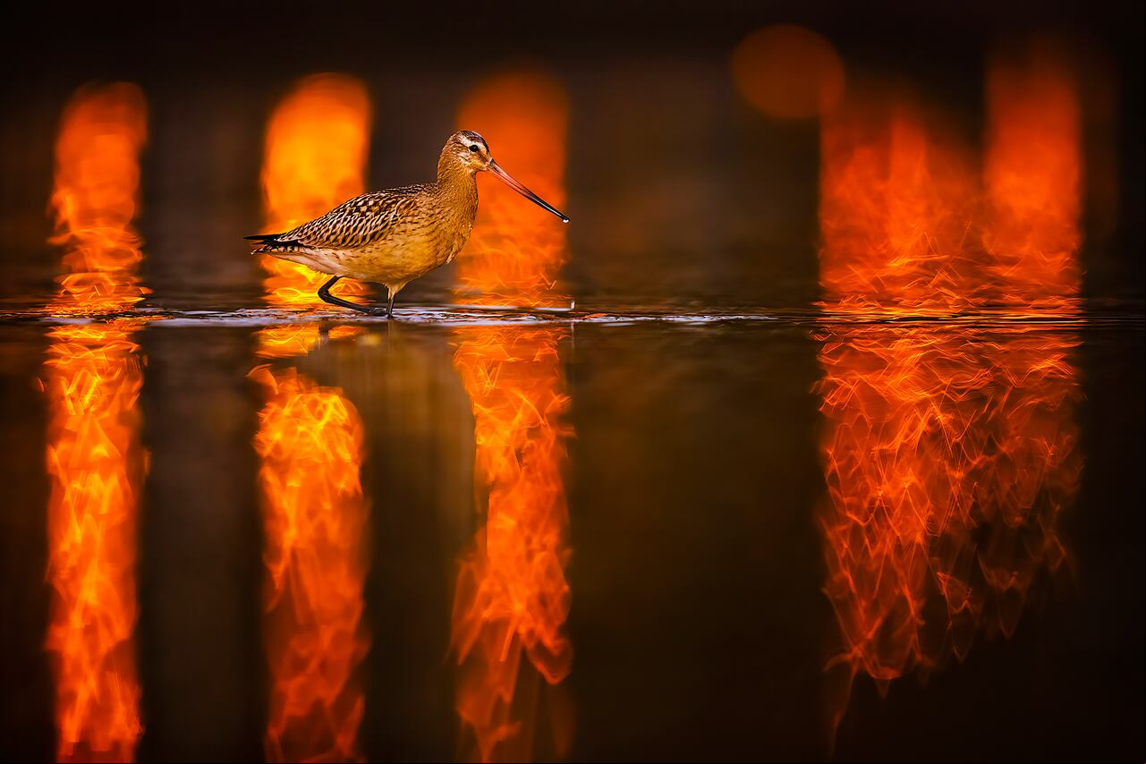 Aguja Colipinta (Limosa Lapponica). Esta fotografía de Mario Suárez ganó Mención de Honor en el Bird Photograpther of the Year.
