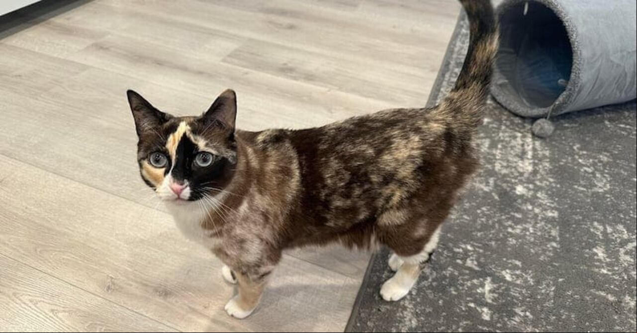 gata amazon