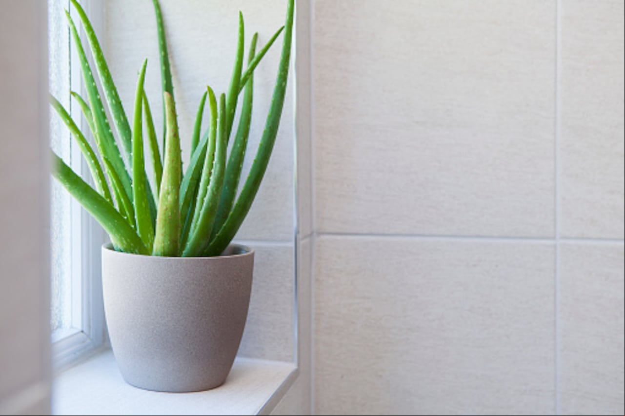 Tener una sábila en casa no solo sirve como decoración.