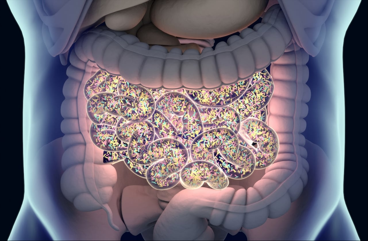 flora intestinal