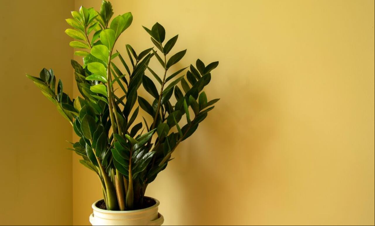 Zamioculcas zamiifolia