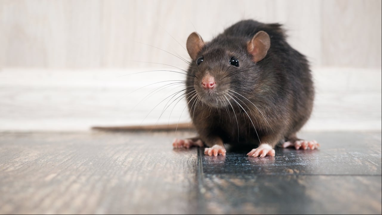 Rata