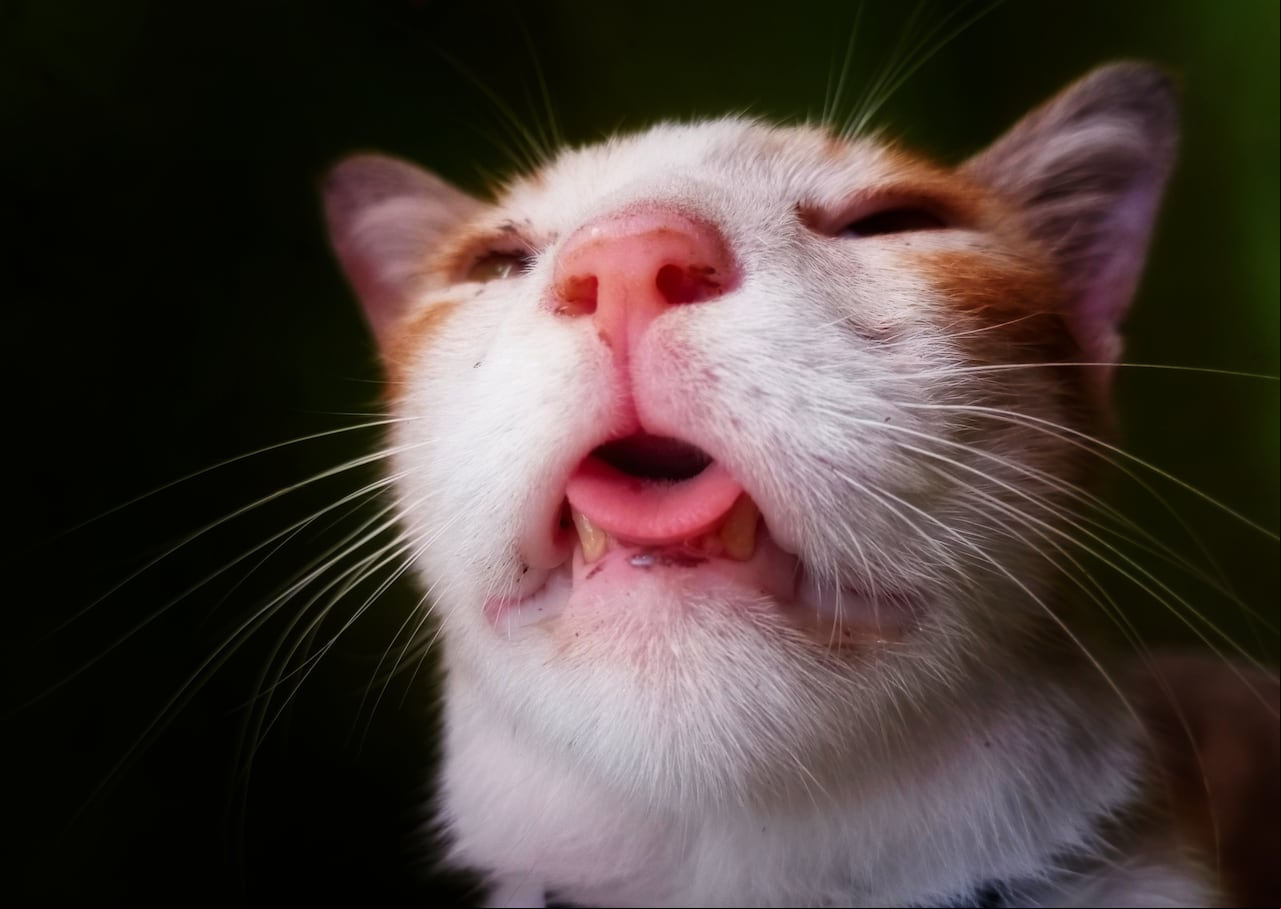 Estar alerta a los signos de una infección en la boca de su gato y tomar medidas rápidas puede marcar la diferencia en su calidad de vida.