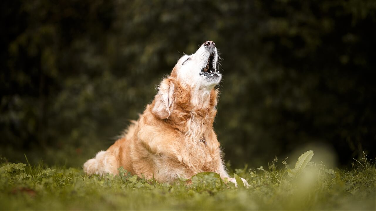 ladrido de perro
