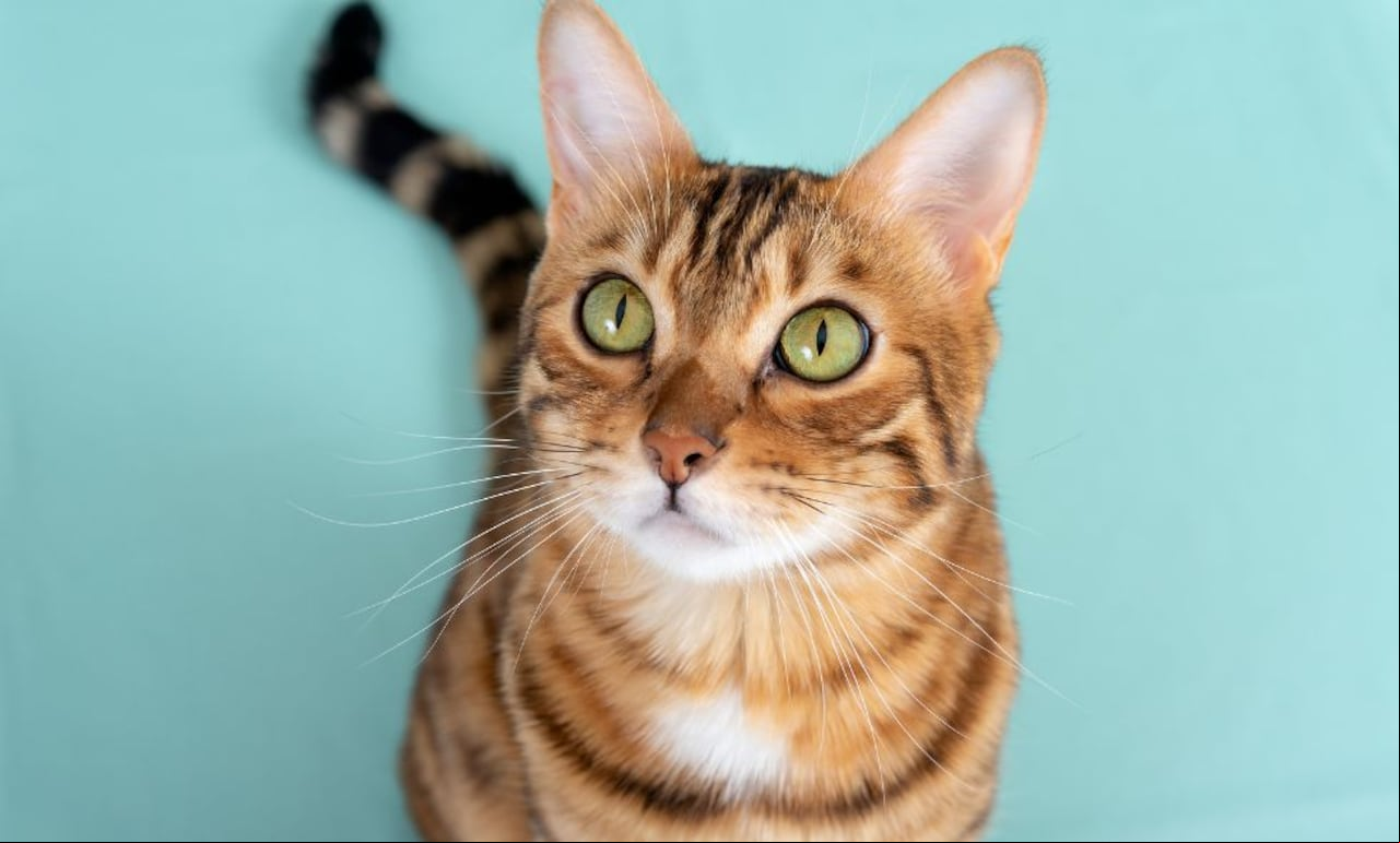 Gato Bengalí