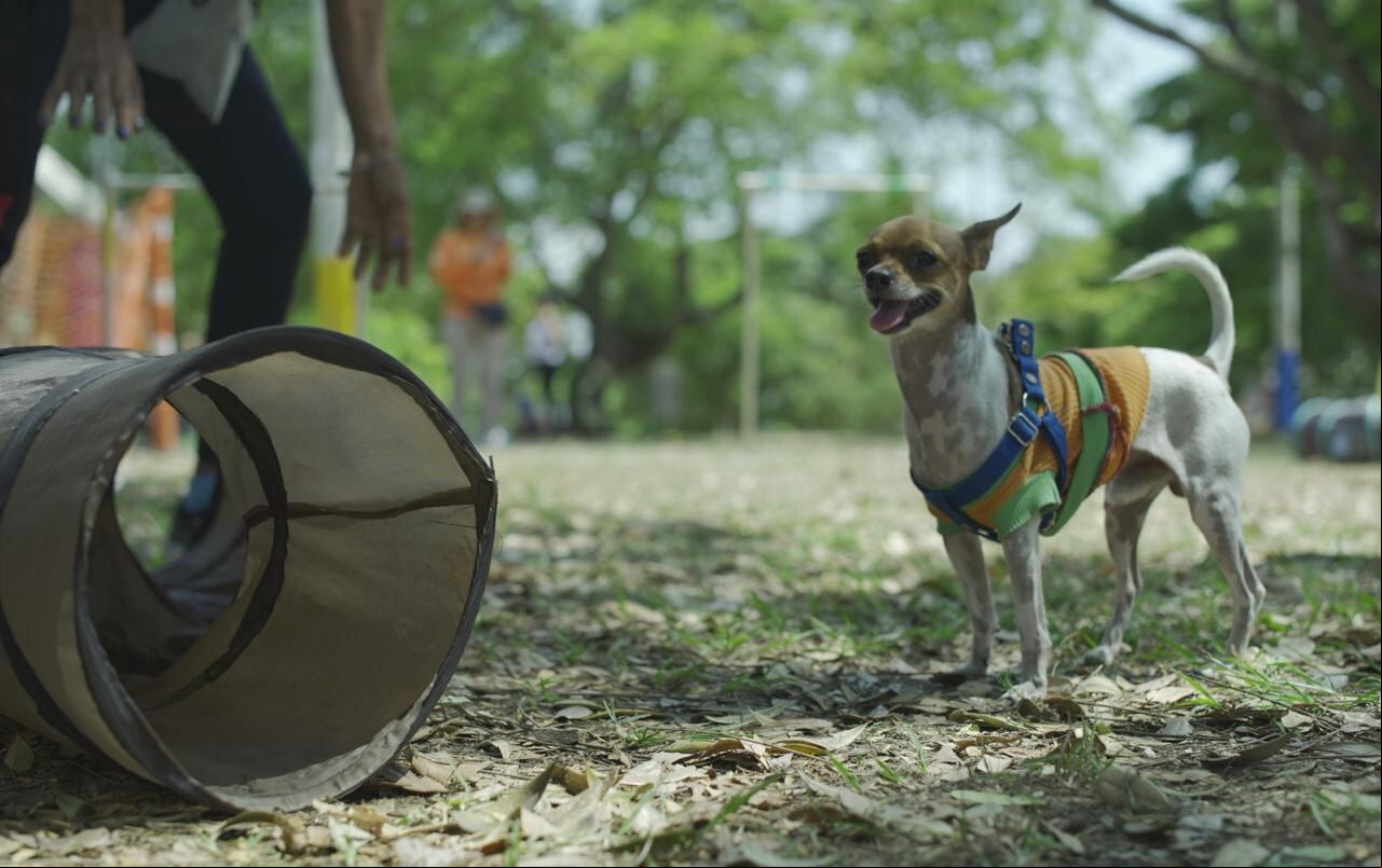 Ciclovida Cali enfocada en el cuidado animal