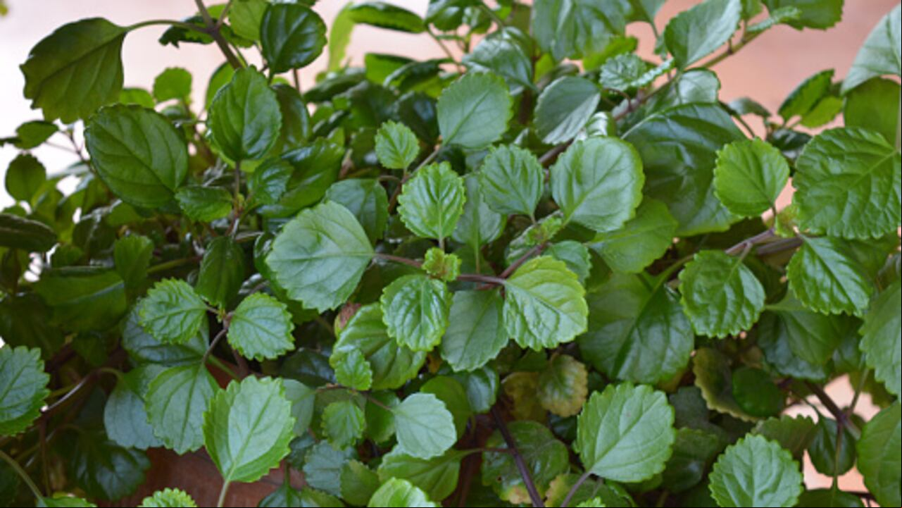 Tener esta planta en casa puede traer beneficios positivos para sus finanzas.
