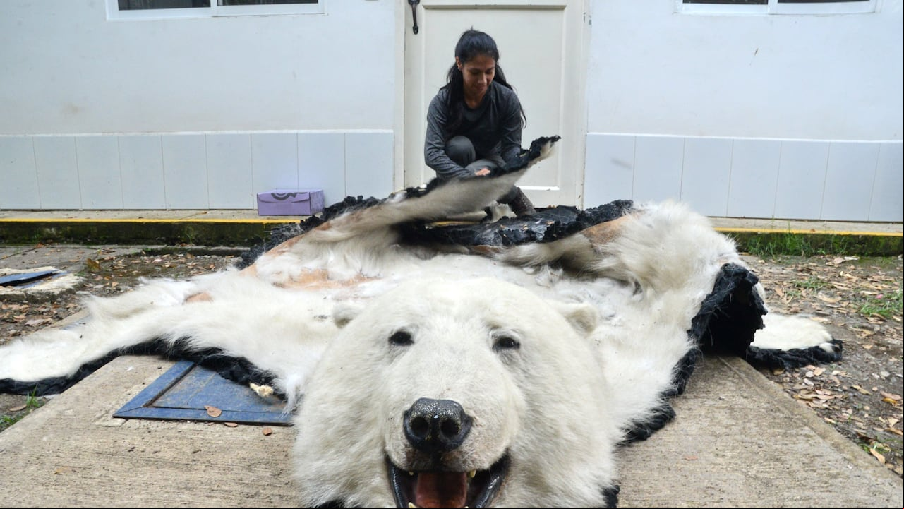 Cali: Continúan los estudios genéticos en la piel de oso polar decomisada en el oeste de Cali, Los encargados de determinar la autenticidad y sus características son personal especializado del Dagma. foto José L Guzmán. El País