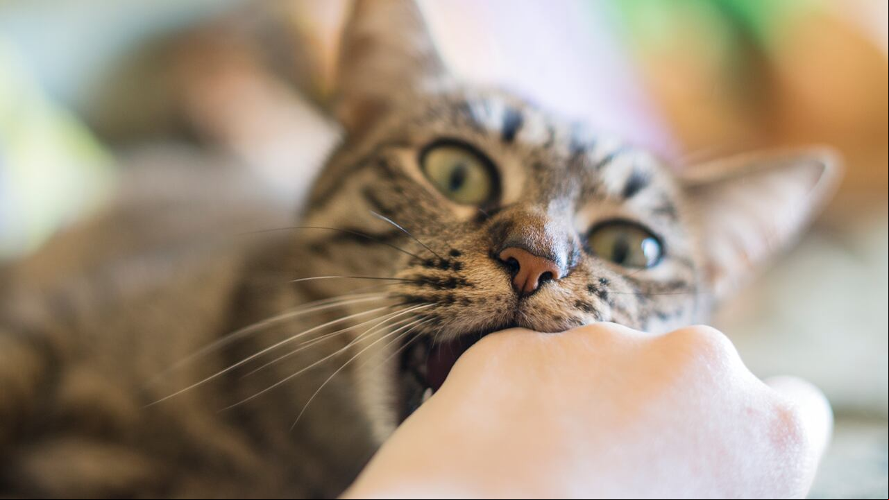 La razón por la cual los gatos muerden a sus dueños