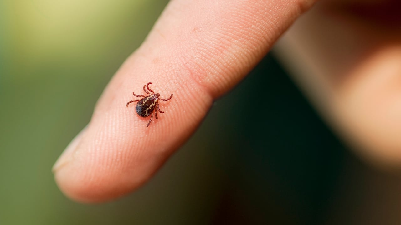 Foto de referencia sobre garrapatas en la piel