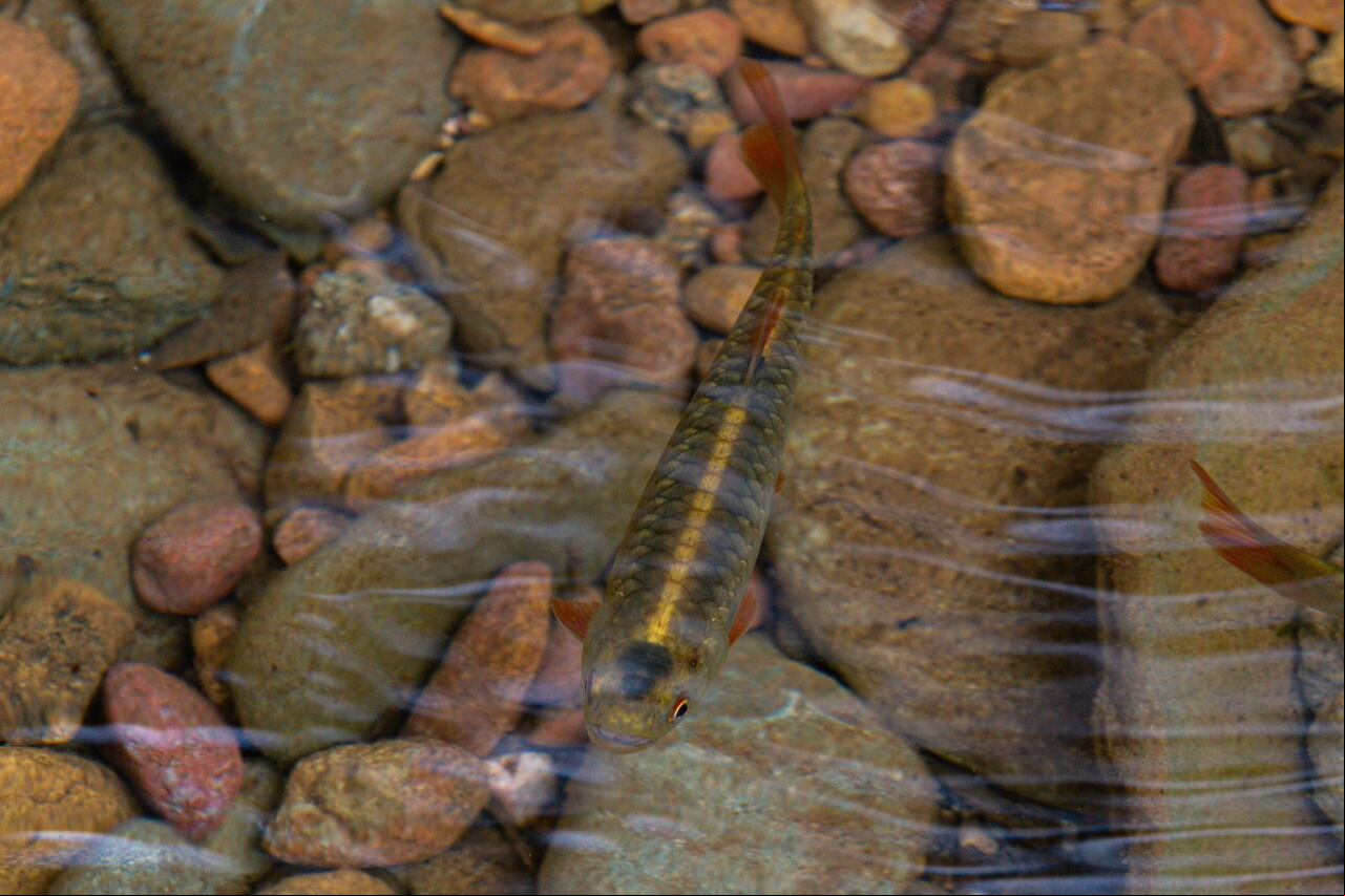 En el río San Cipriano habítan más de 20 diferentes especies de peces.
