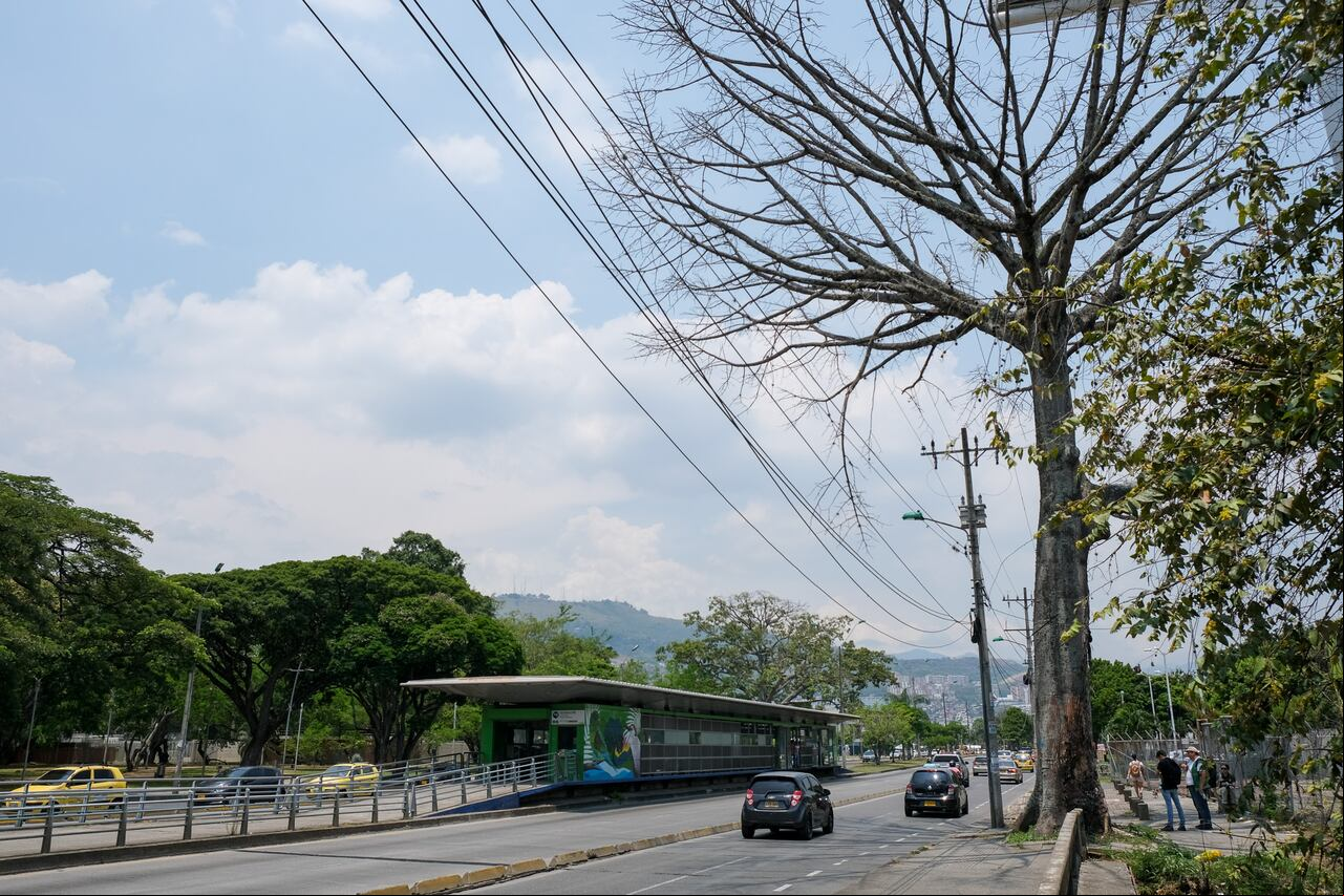 La ceiba está ubicada en frente de la Plaza de Toros, en la carrera 56 con calle 5.