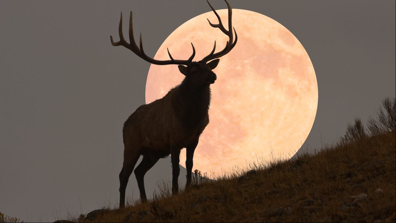 Superluna de Ciervo