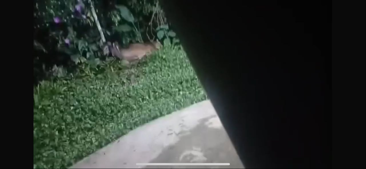 El puma habría sido encontrado en cercanías de los Farallones de Cali. Comunidad denuncia que le estarían disparando a algunos de los felinos para espantarlos de los alrededores de sus viviendas.