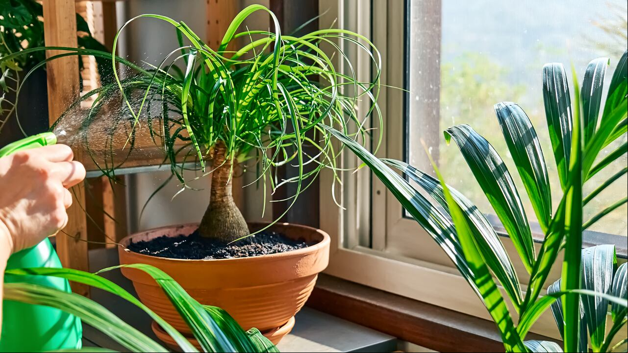 Planta pata de elefante