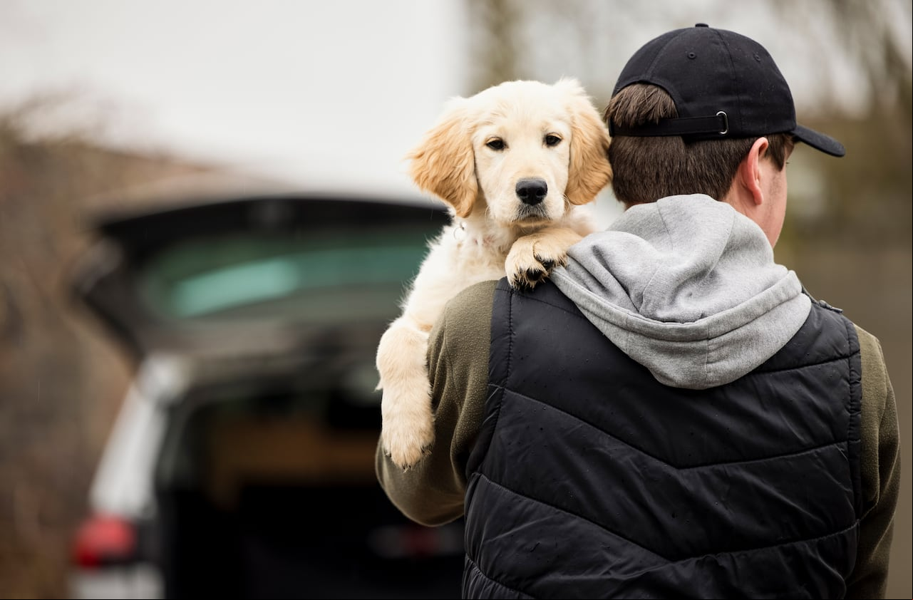 Alerta ante el Secuestro de Animales: Pasos Esenciales para Reaccionar.