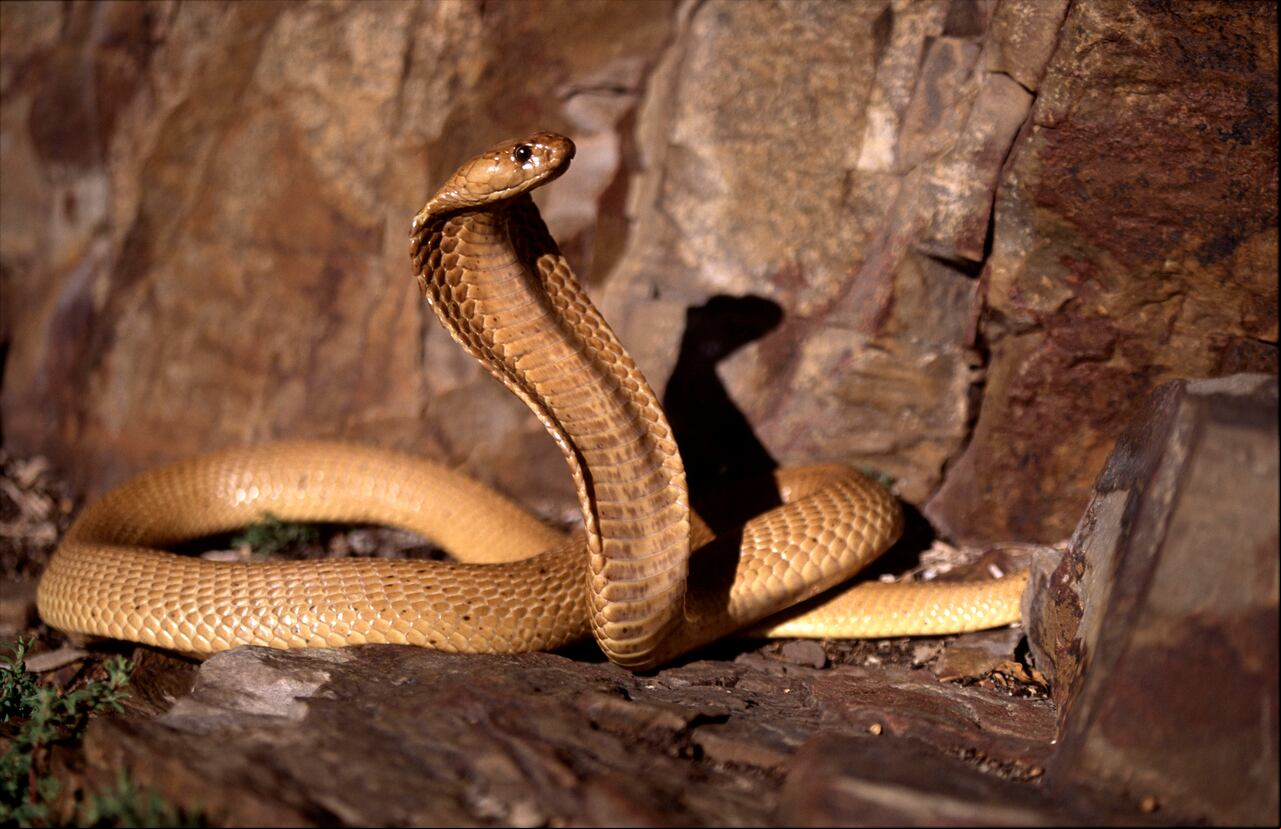 La serpiente apareció en un avión en pleno vuelo