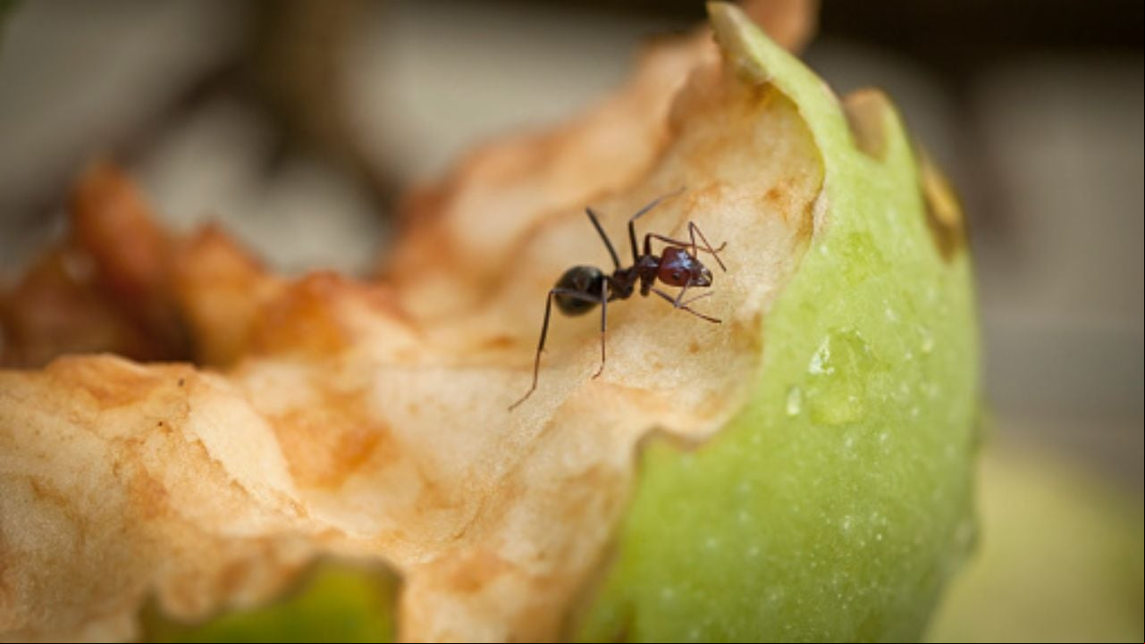 Alimentos que atraen las hormigas.