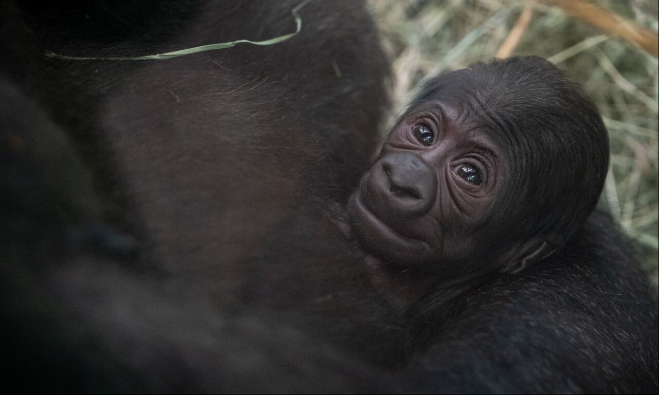 La gorila había nacido en otro zoológico y llegó a Ohio en 2019.