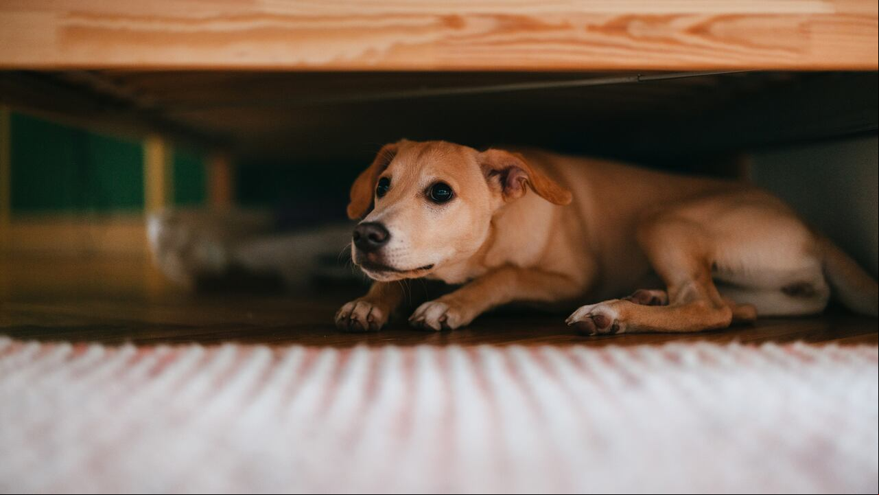 Perro asustado
