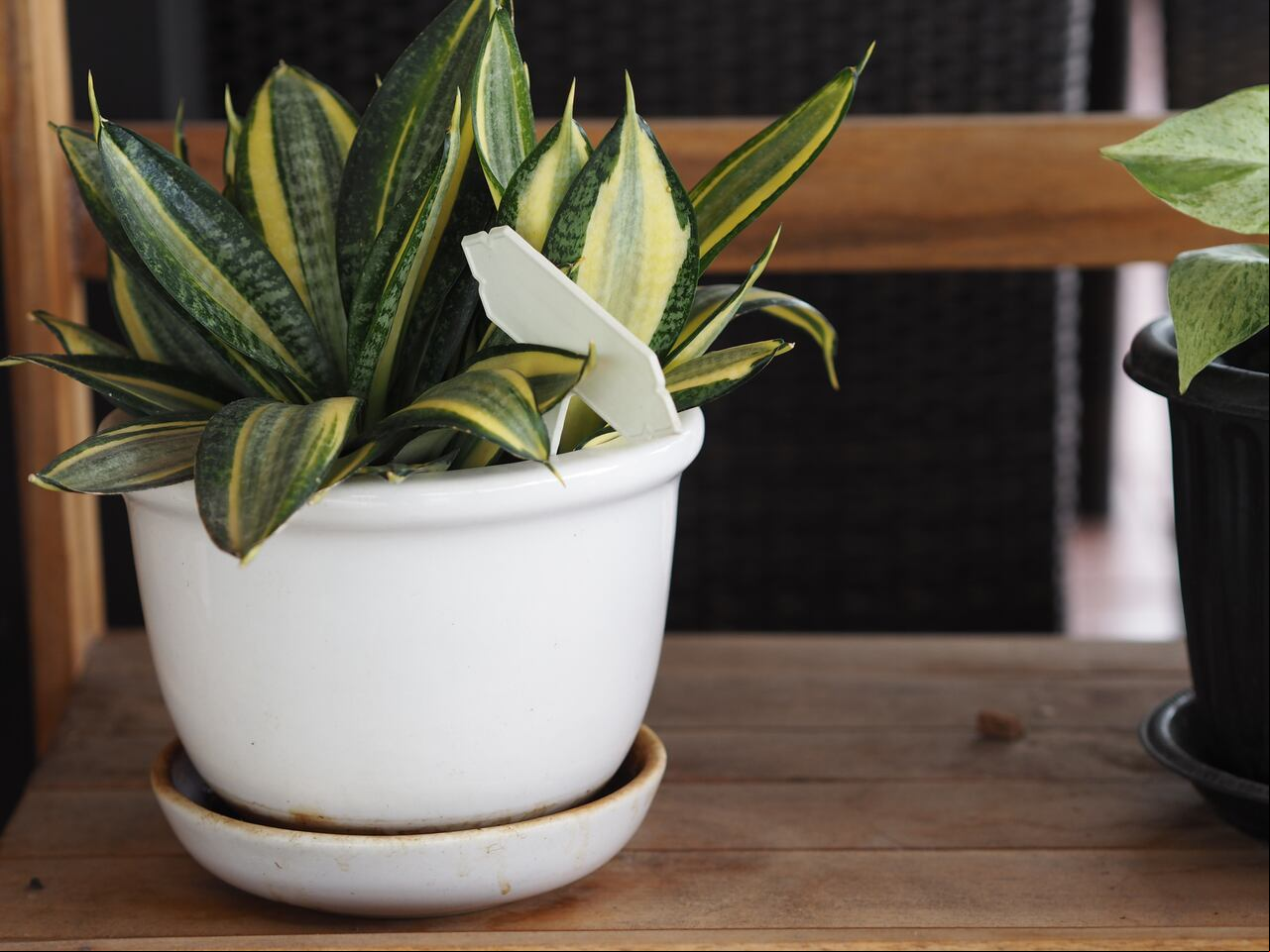 Dracaena trifasciata snake plant, Saint George's sword mother-in-law's tongue Asparagaceae