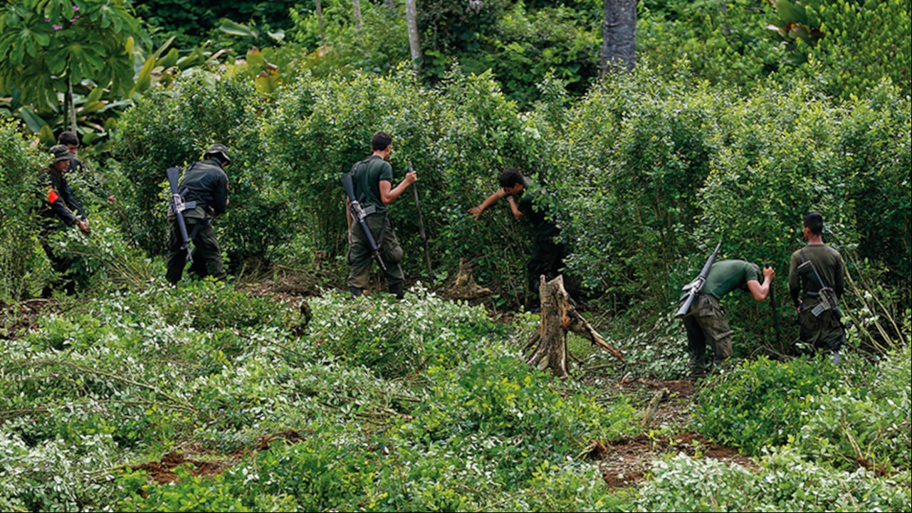 Las cifras de erradicación manual de cultivos ilícitos vienen cayendo en picada. En enero de este año, el reporte es demoledor: cero hectáreas de coca erradicadas.